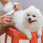 7 Top Tips For Grooming Your Dog From The Pros