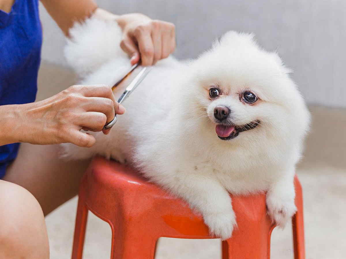 7 Top Tips For Grooming Your Dog From The Pros